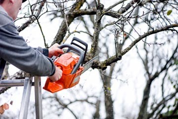 Tree Service